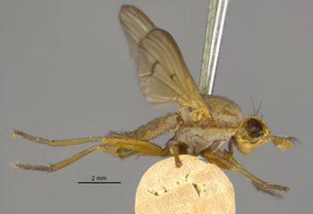 Media type: image;   Entomology 13221 Aspect: habitus lateral view